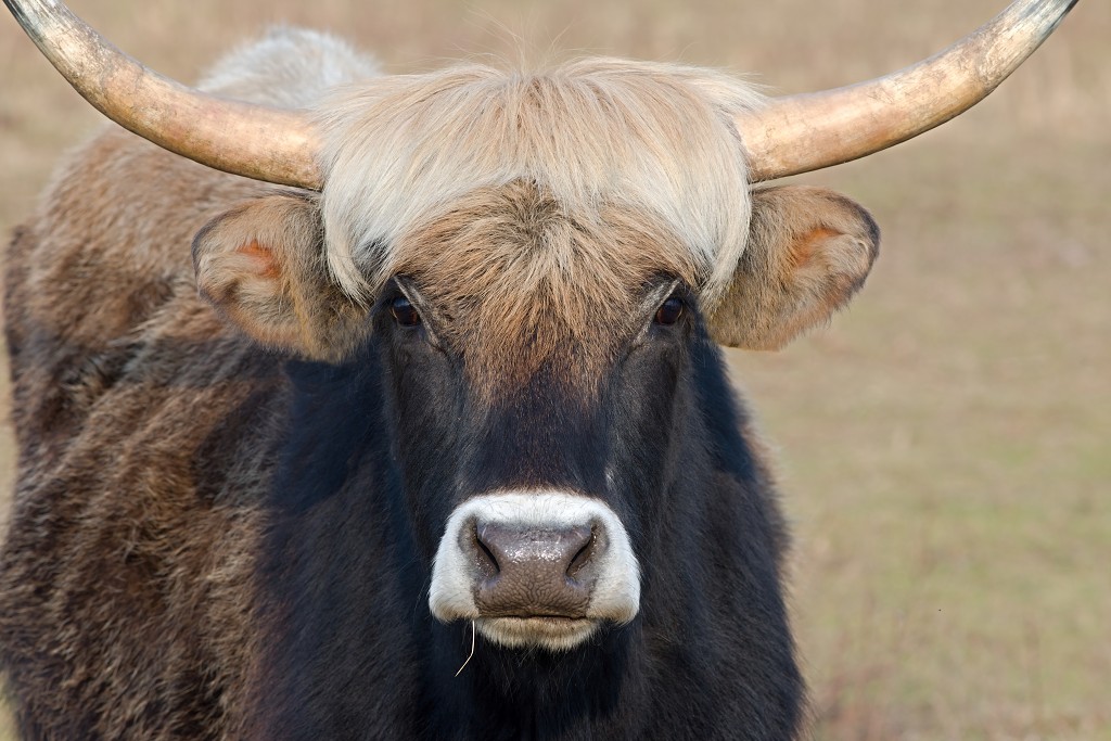 zoogdieren hdr natuur huisdieren zoogdier huisdier mammalia natuurmonumenten staatsbosbeheer zoo dierentuin